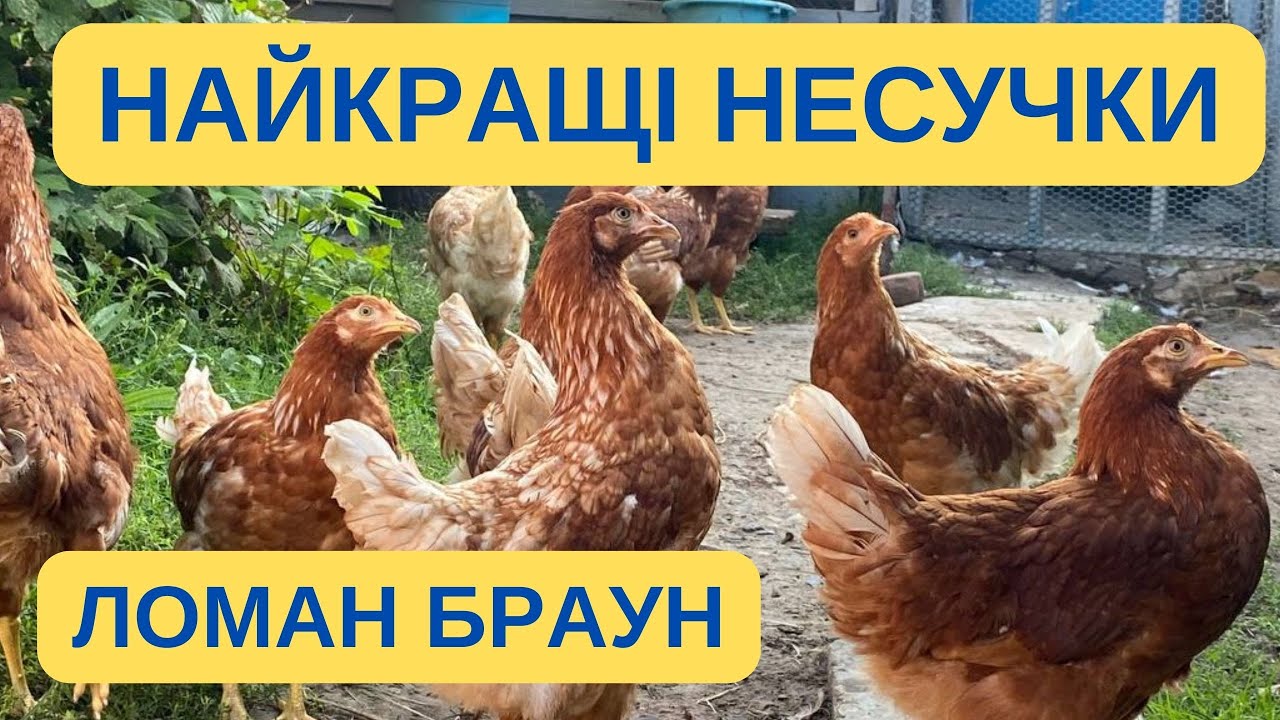 ЛОМАН БРАУН НАЙКРАЩІ КУРИ-НЕСУЧКИ @kyruvgaragi
