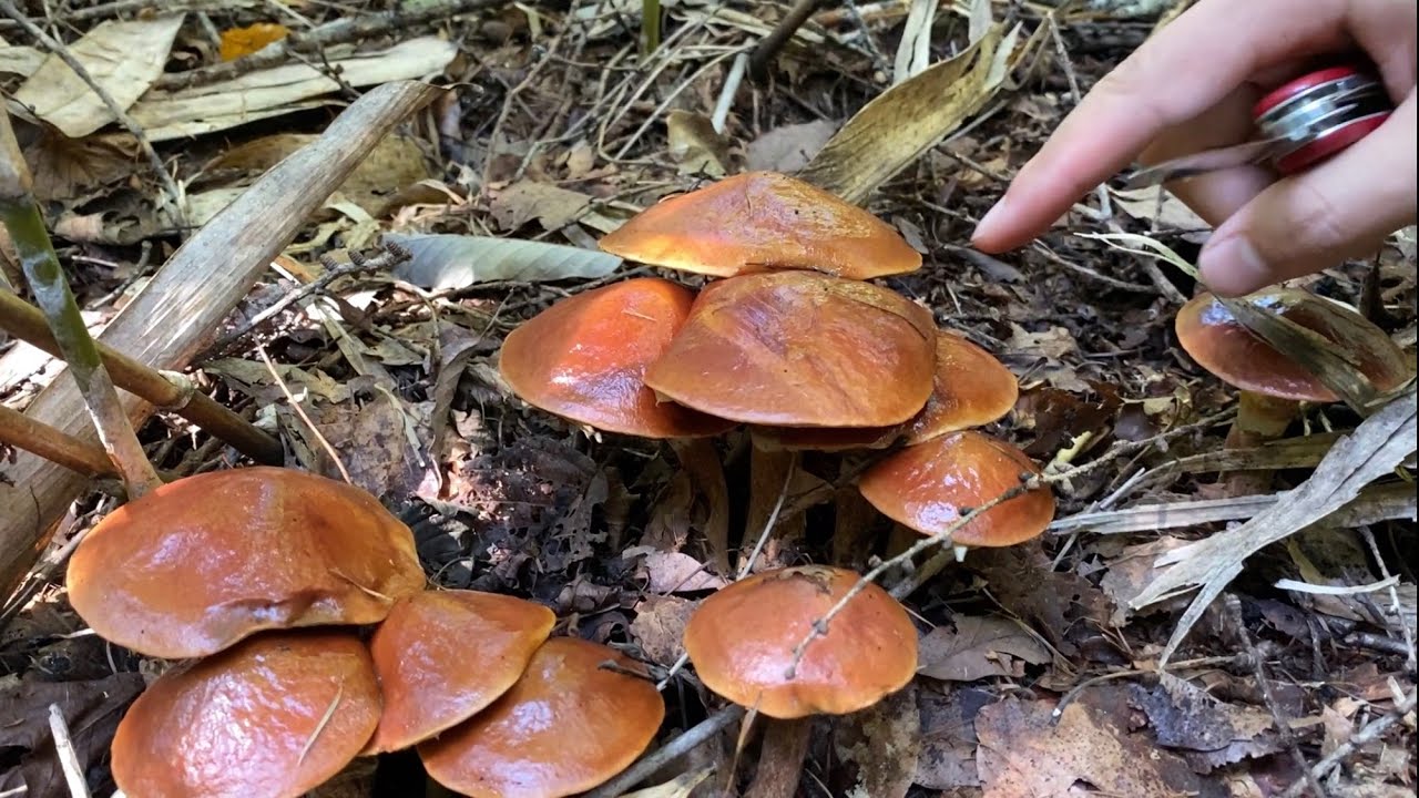 きのこ狩り　ハナイグチの大群生、クリタケ、ヒメサクラシメジなど多種の天然キノコを見つけた。
