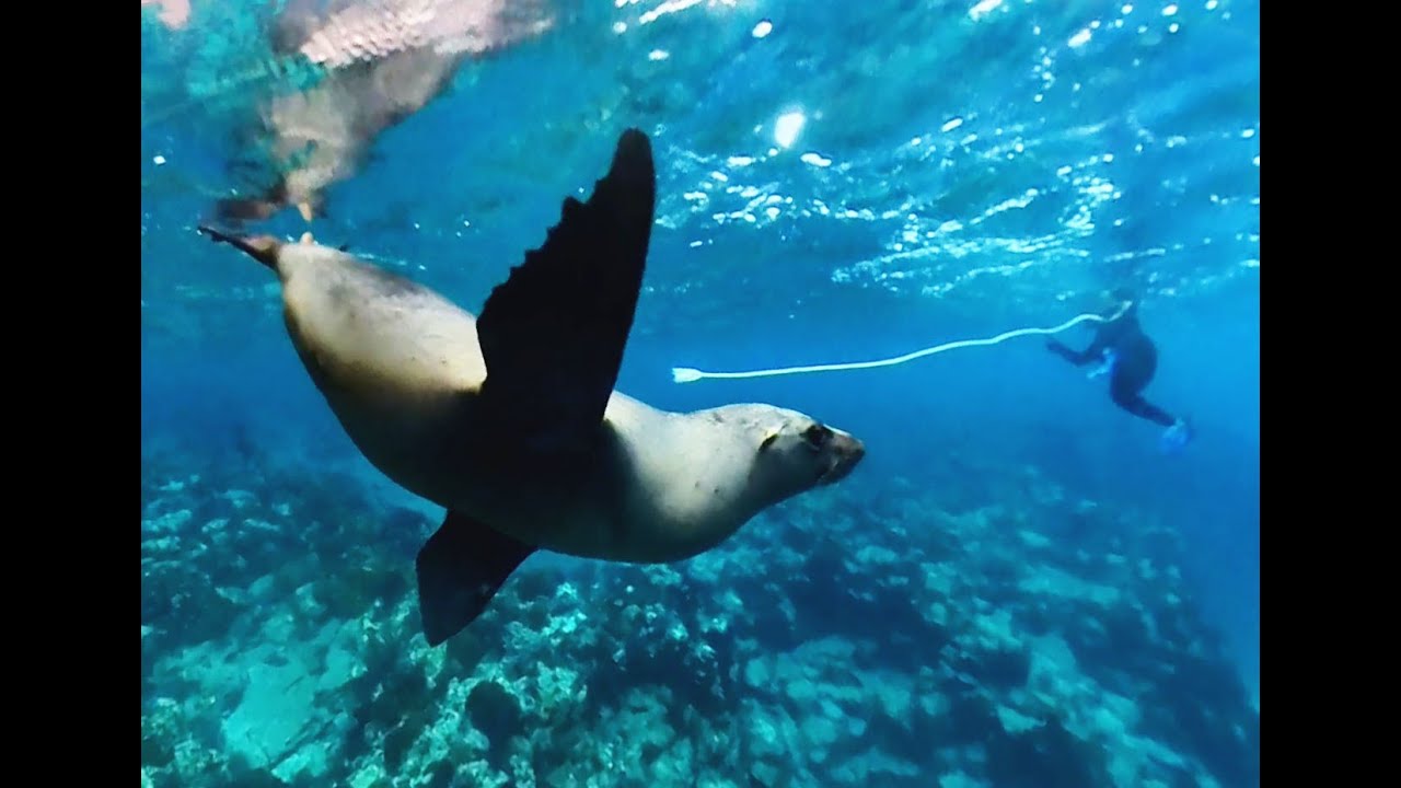 Snorkeling with Sea Lions and Turtles at La Paz and Isla Espiritu Santo