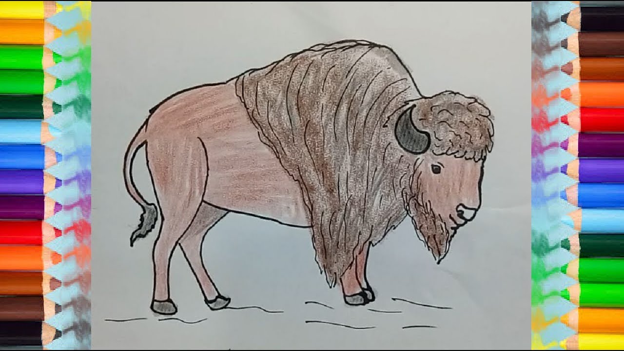 How to draw Bison (Buffalo) | Bison drawing and coloring fo childrens