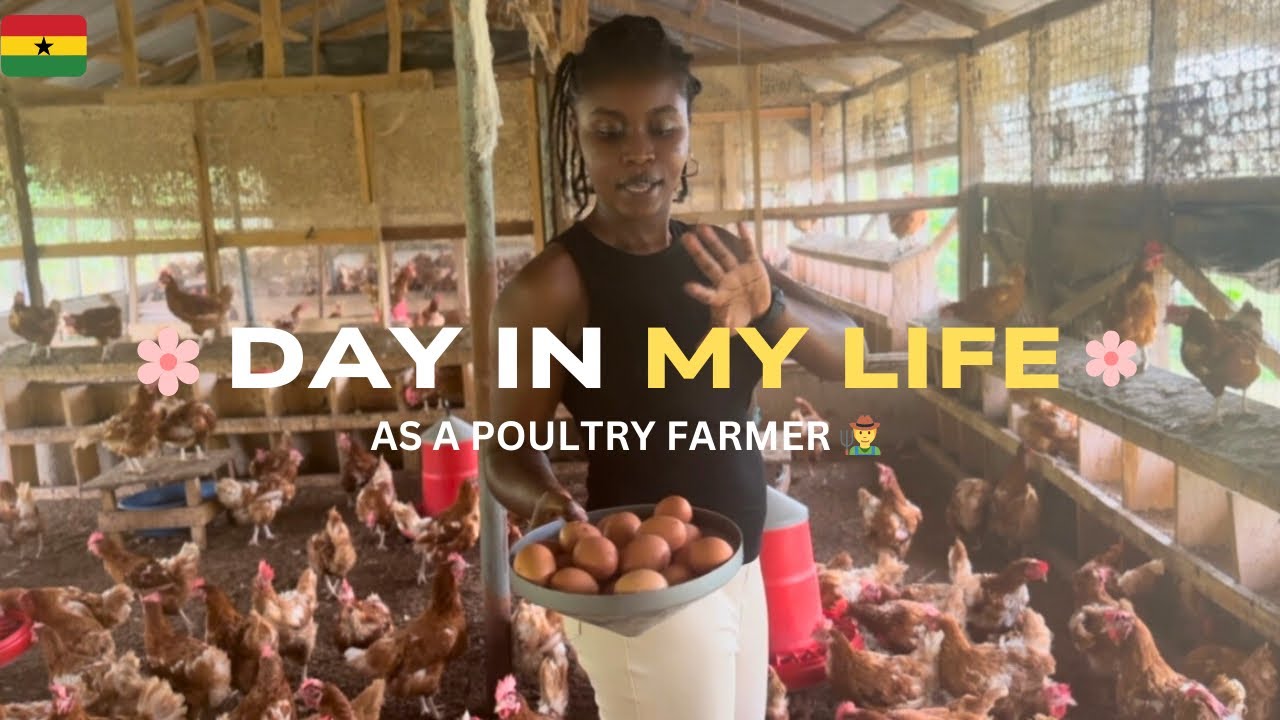 🇬🇭A day in my life as a Poultry Farmer in Ghana