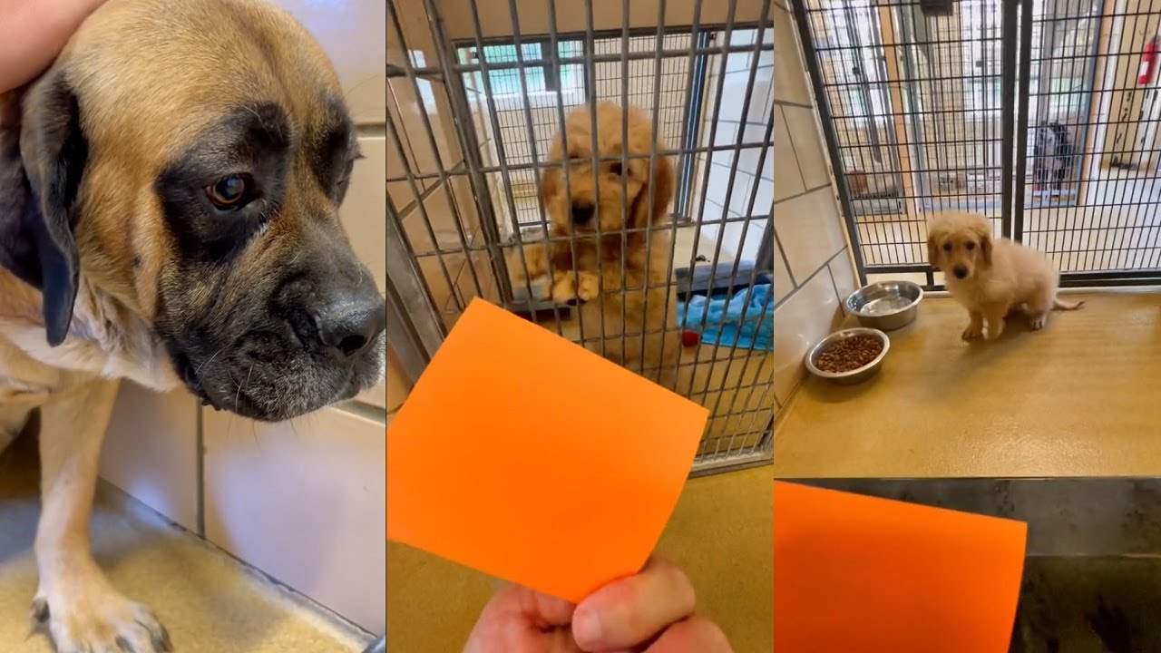 Is adopting a dog a humane act?