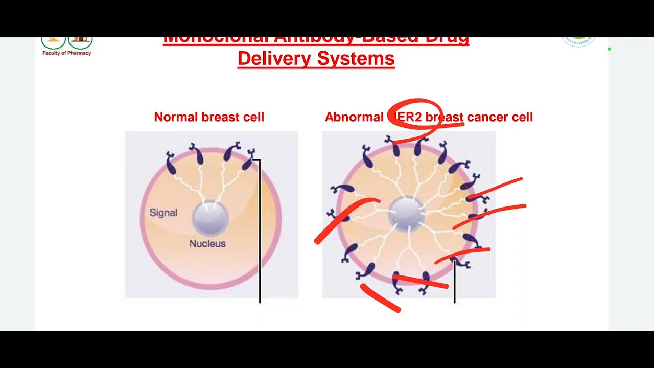 ADDS LAC10 prodrug and monoclonal antibodies 