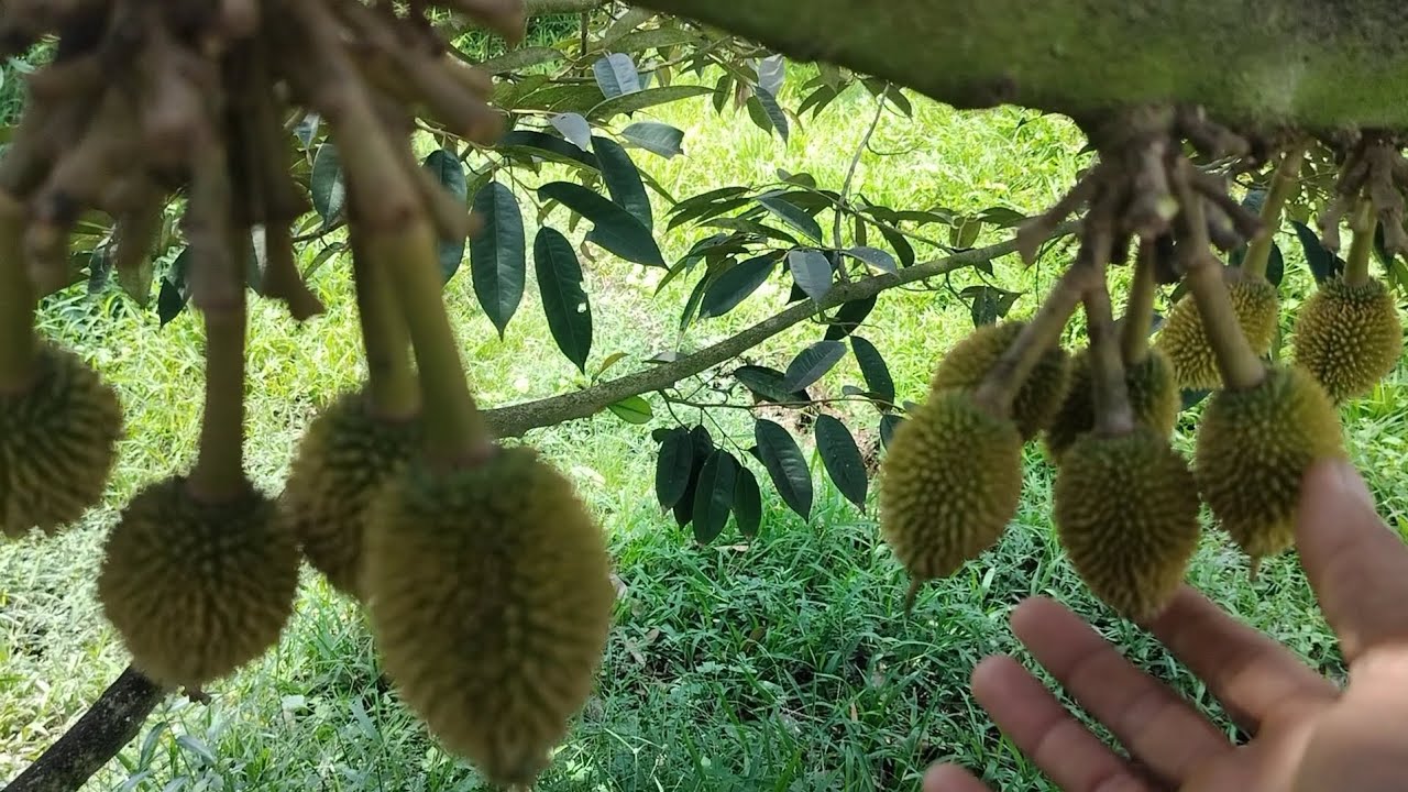 Cách tỉa trái sầu riêng như thế nào là trái to không bị rớt trái đèo 