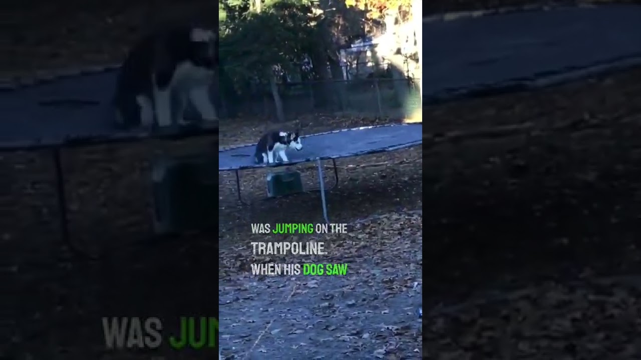 Он нашел свою собаку на улице, прыгающей на батуте 😂👏