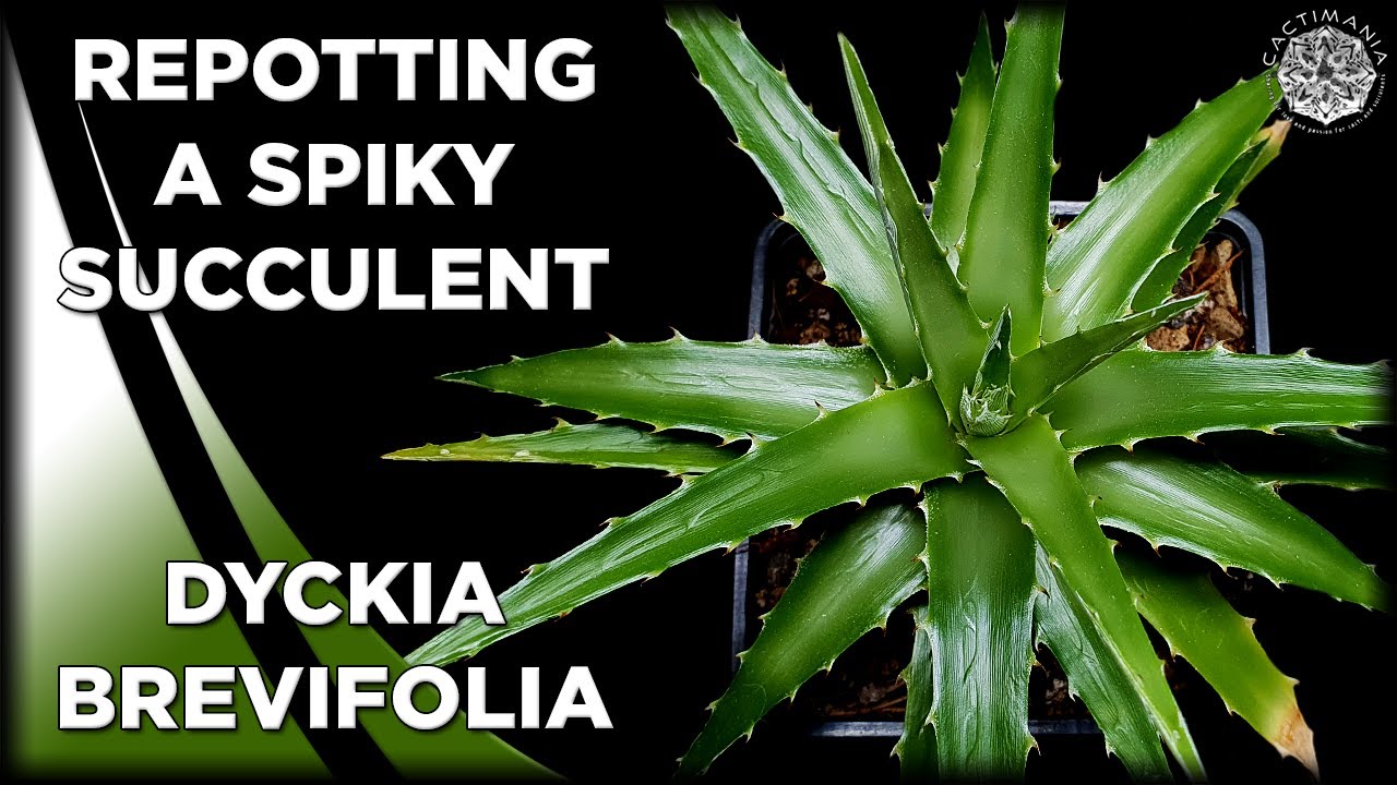 Repotting a Spiky Succulent | Dyckia Brevifolia | #Cactus & #Succulent Collection