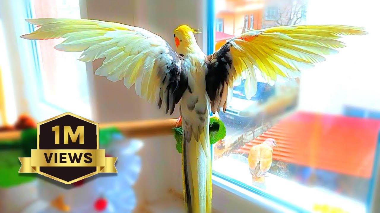 Happy Cockatiel Singing and Dancing 🦜🌿