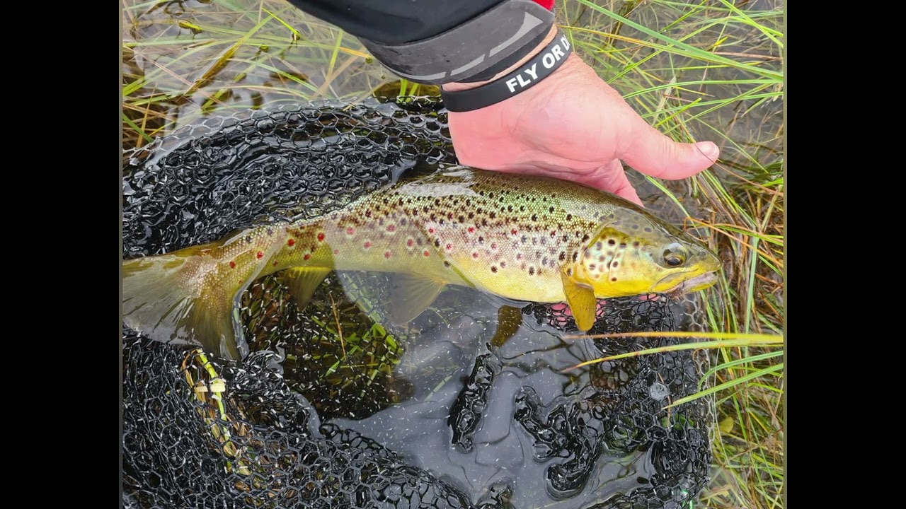 Flugfiske i Saxnäs med omnejd 2022