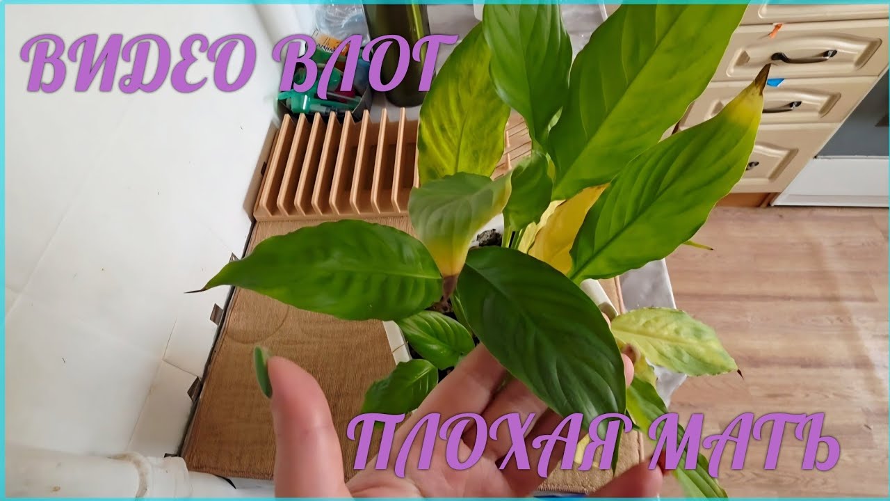☆ВИДЕО ВЛОГ☆ серия 15 - СОЧЕЛЬНИК☆ 18.01.26.