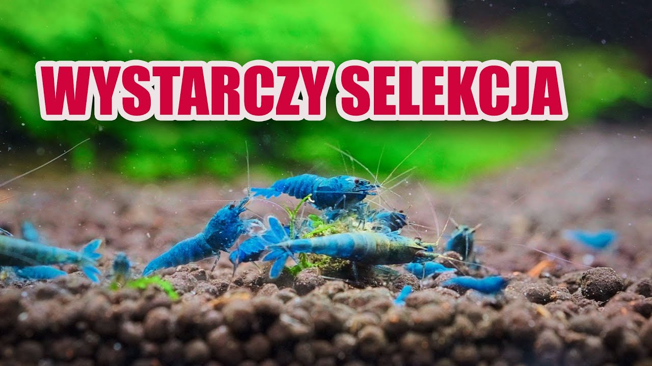 DLATEGO WARTO PROWADZIĆ SELEKCJĘ KREWETEK!