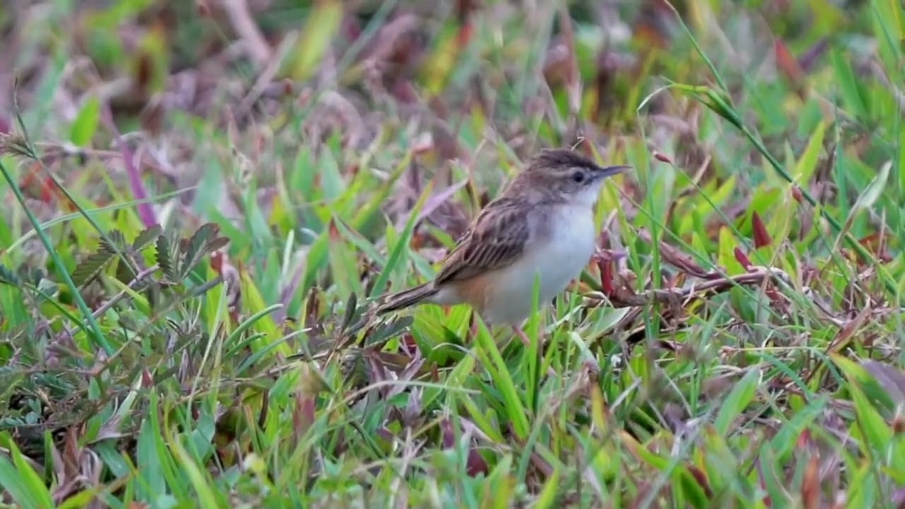 Zitting Cisticola's call