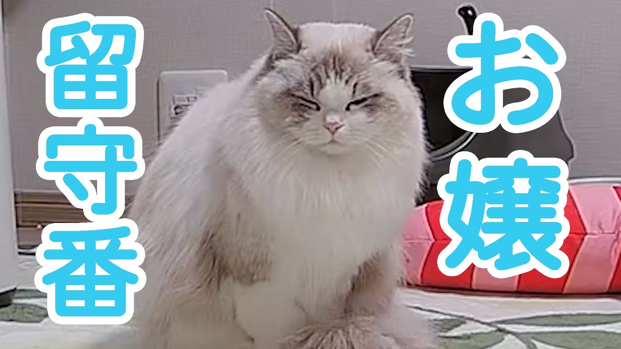 【一人で】お嬢の留守番【できるもん】
