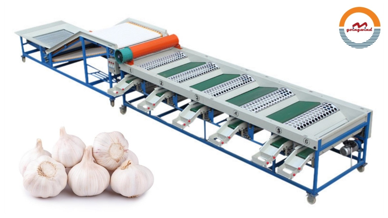 Automatic Garlic Size Grading Sorting Machine Auto Industrial Garlics Sorter Grader Equipment
