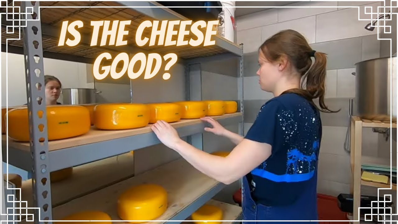 Как идёт сыроварение? 🧀 (Мысли Мирьям)