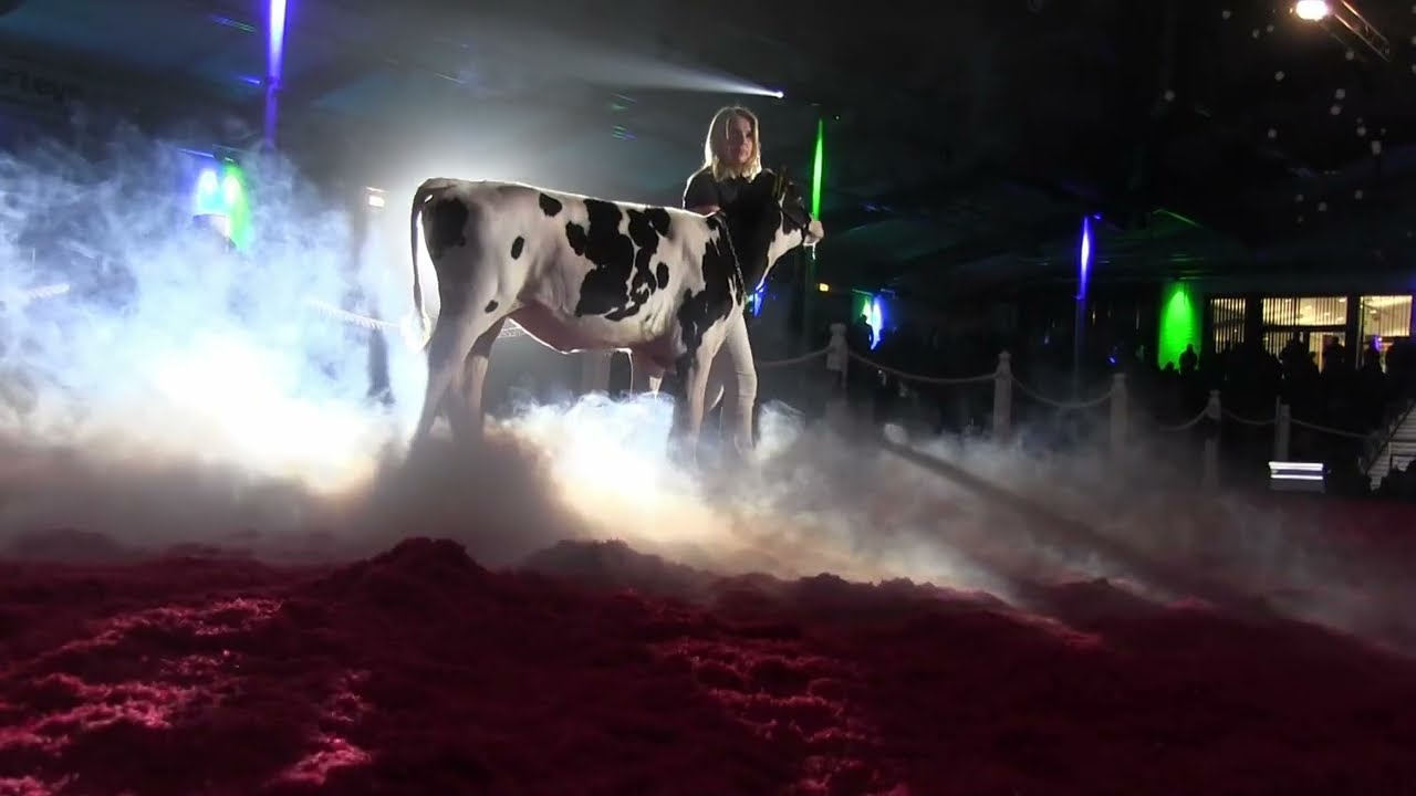 2025 12 08 CATTLE de Schau der Besten 2024 01