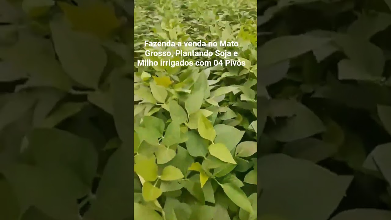 Fazenda a venda no Mato Grosso, boa partes irrigados com 04 Pivôs 