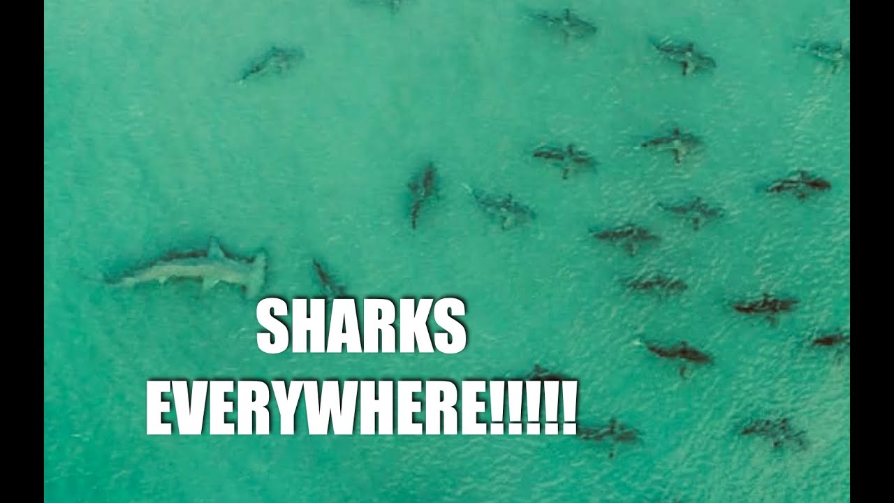 SOUTH PADRE ISLAND TX, JETTY SHARKS EVERYWHERE