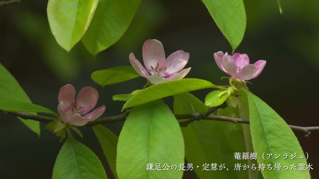 新緑の談山神社