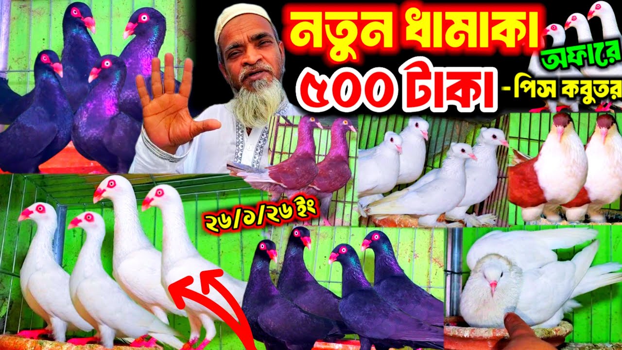 নতুন ধামাকা অফারে ৫০০ টাকা পিস ড্যানিশ বুম্বাই চিলা কবুতর কিনুন | ১০০% ডিমবাচ্চা গ্যারান্টি সহ কবুতর