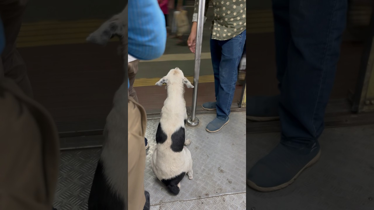 A dog travels in a Mumbai Local train  and  strictly follows the train rules| #doglover | #shorts