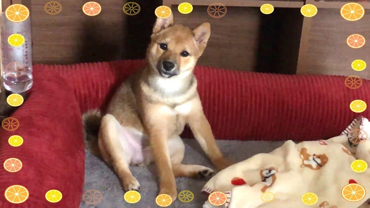 柴犬（豆柴）みかん｜パパの手作りおもちゃ？&独特な座り方がかわいい子犬