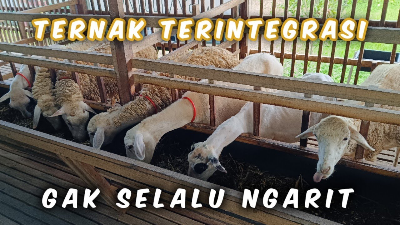 Peternakan Domba Terintegrasi!! Ngirit Tenaga & Waktu Untuk Ngarit