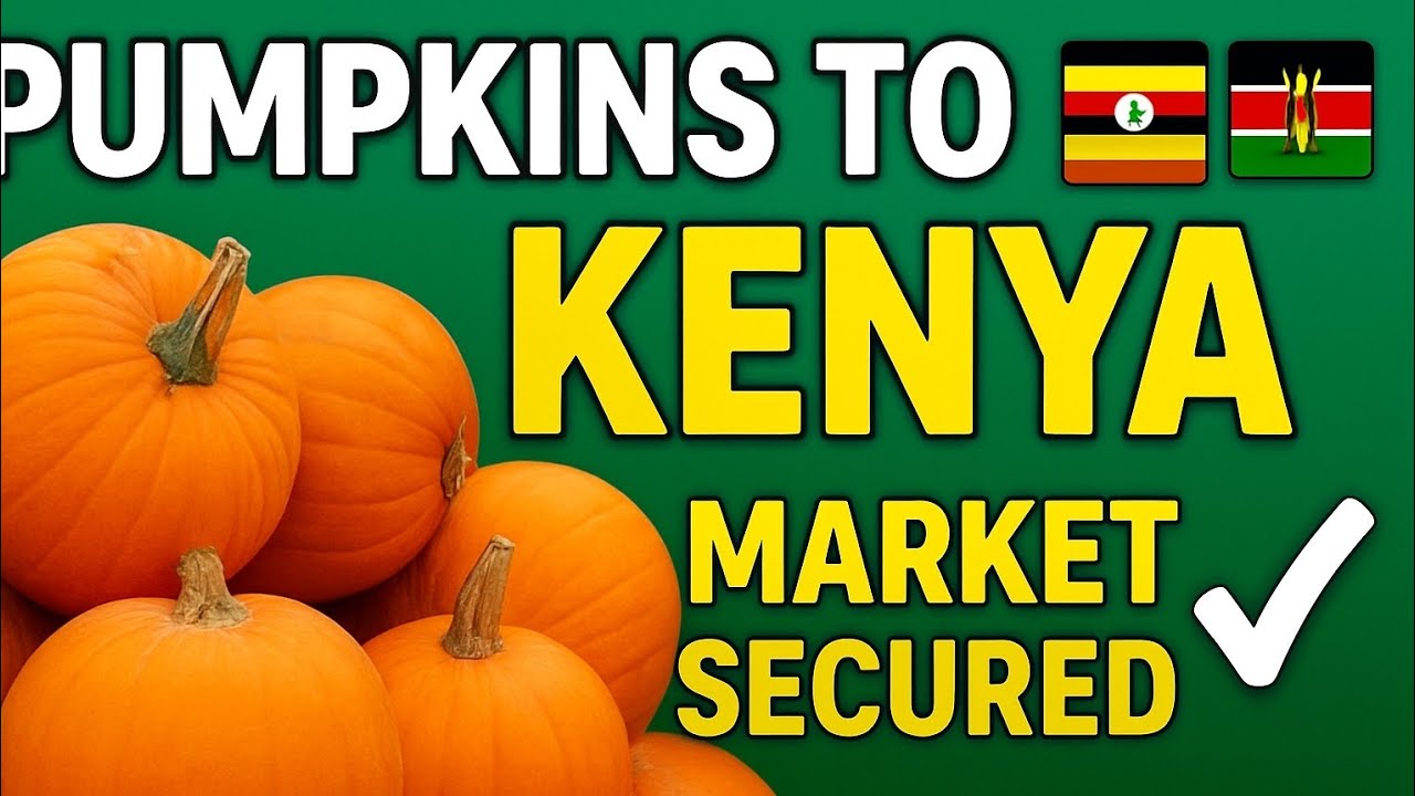 They Finally Came! Loading Pumpkins for Kenya Export 🚛🇺🇬➡️🇰🇪