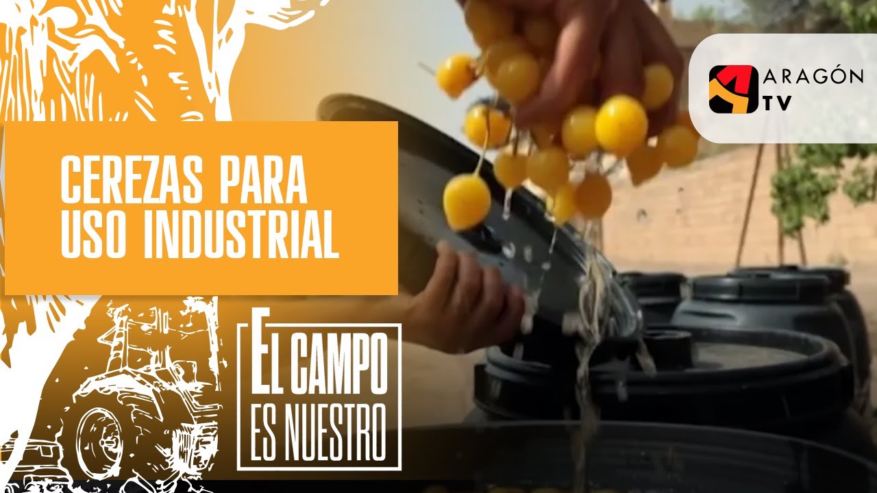 Cerezas para uso industrial