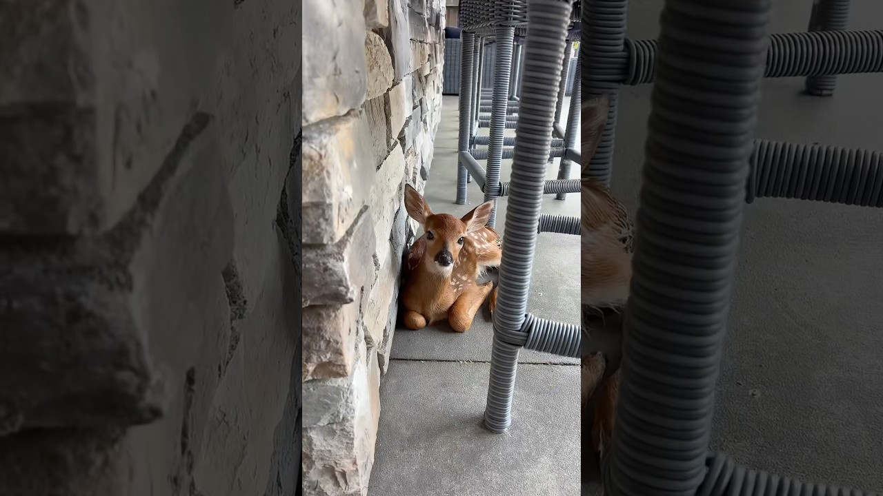 A BABY DEER came to my HOUSE?! 🥺🦌 #cute #deer #baby #omg #animals #trend #nature #love #happy