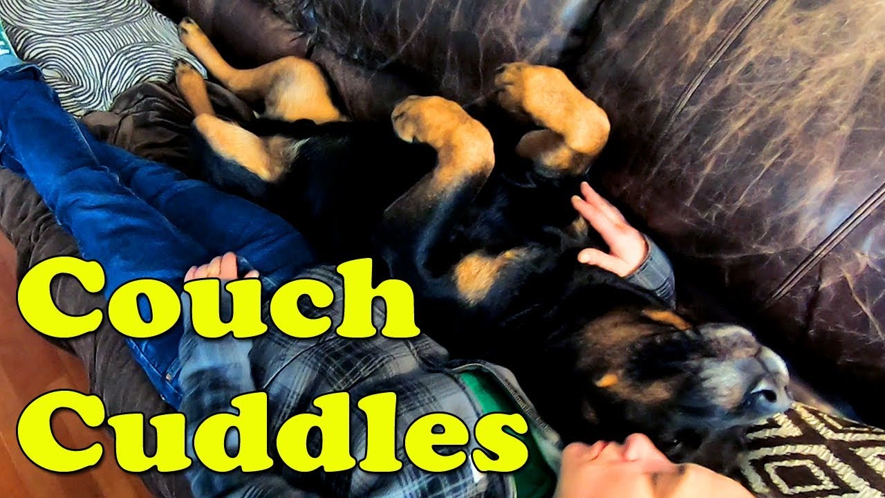 Rottweiler Dog Sleeping on Back on Couch Cuddling Owner - Happy Cappy Rottie