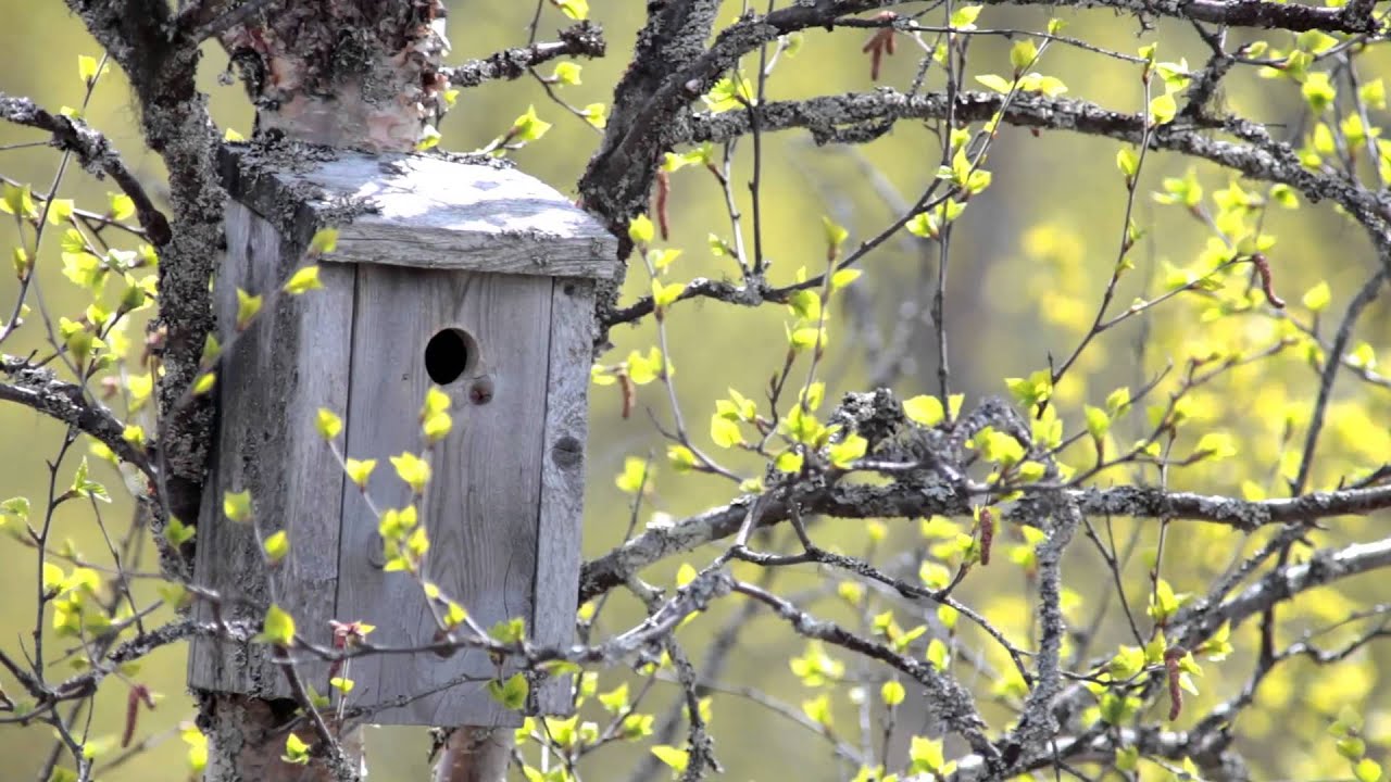 Birds of Norway Spring