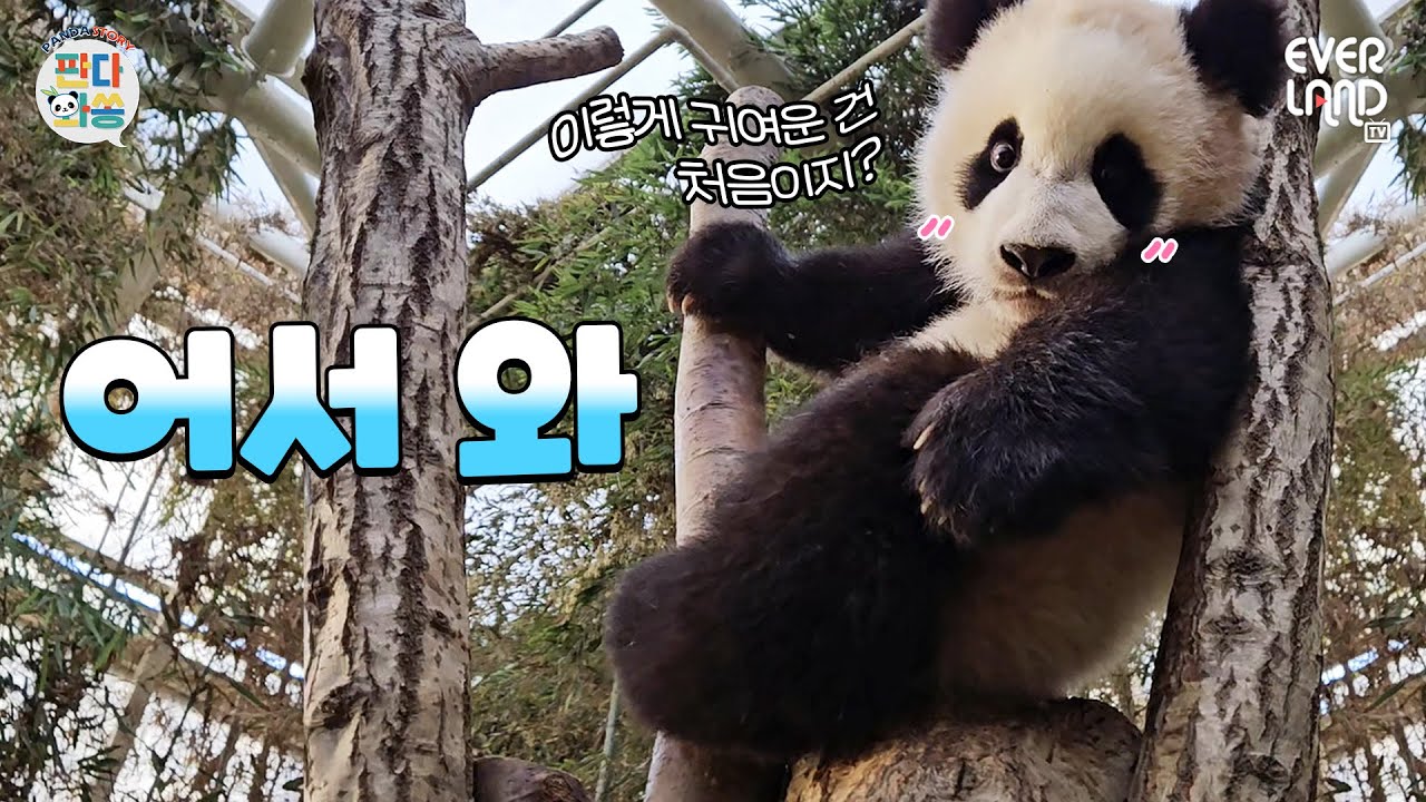 [ENG]옆구리에 끼고 퇴근하고 싶은 루이후이의 일상｜#판다와쏭 #151 #아이러푸루후