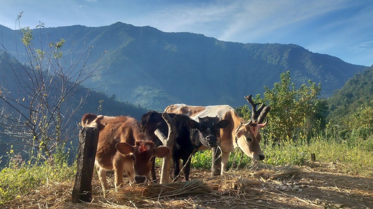 Village life | #nepalivillagevlog #doglove #farming #cow #villagelife #nepalivillagelifestyle 