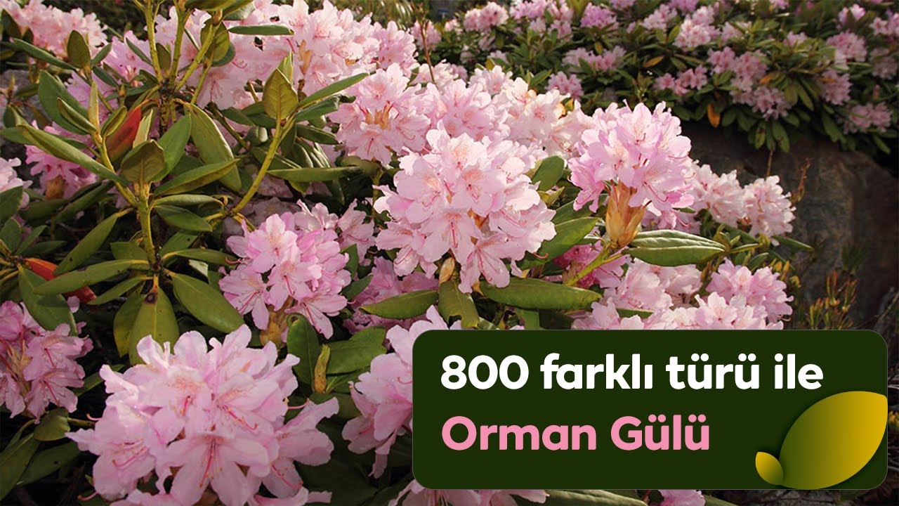 Gösterişli ve rengârenk çiçekleri ile “Orman Gülü”#ormangülü#doğa#çevre#doğanınizinde