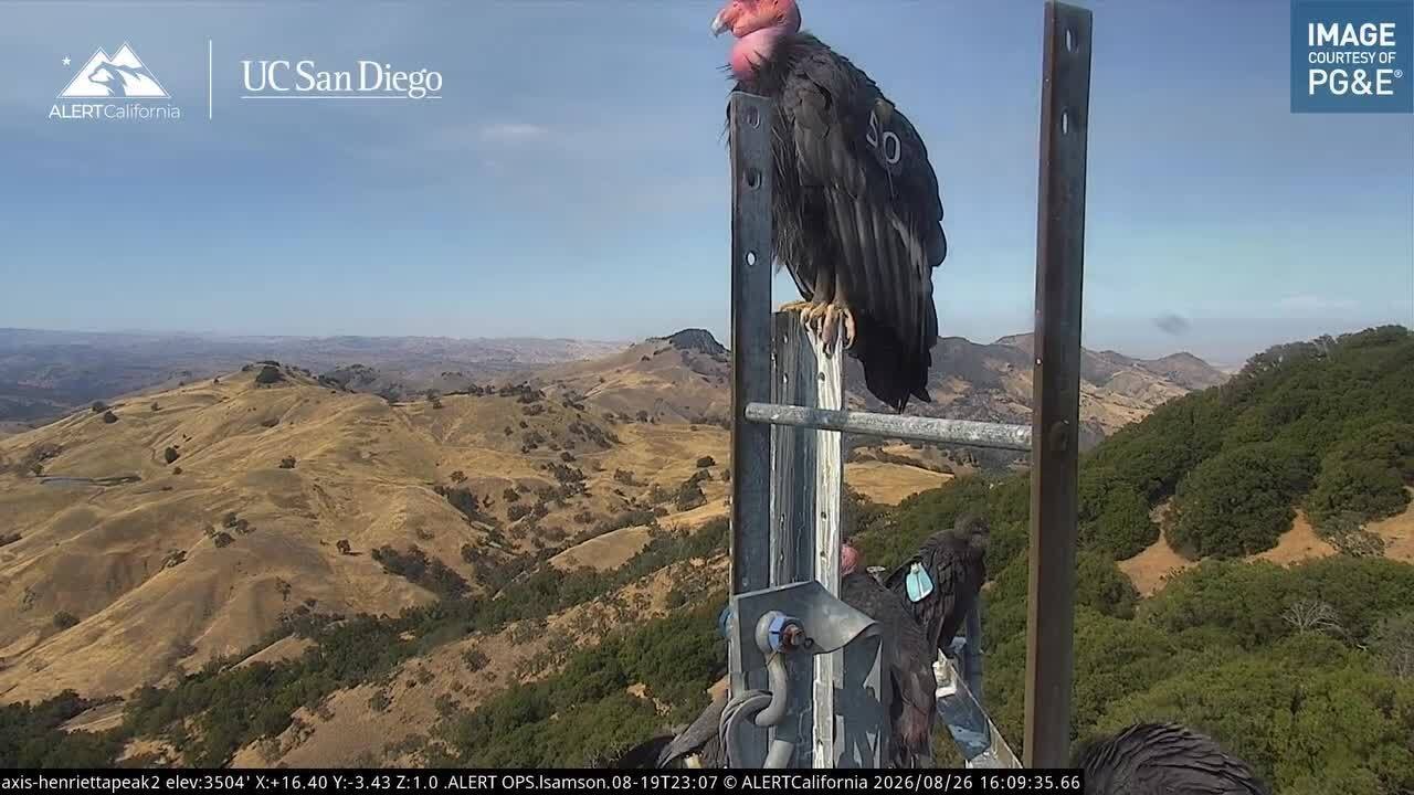 Flock of critically endangered birds gather on wildfire camera gear