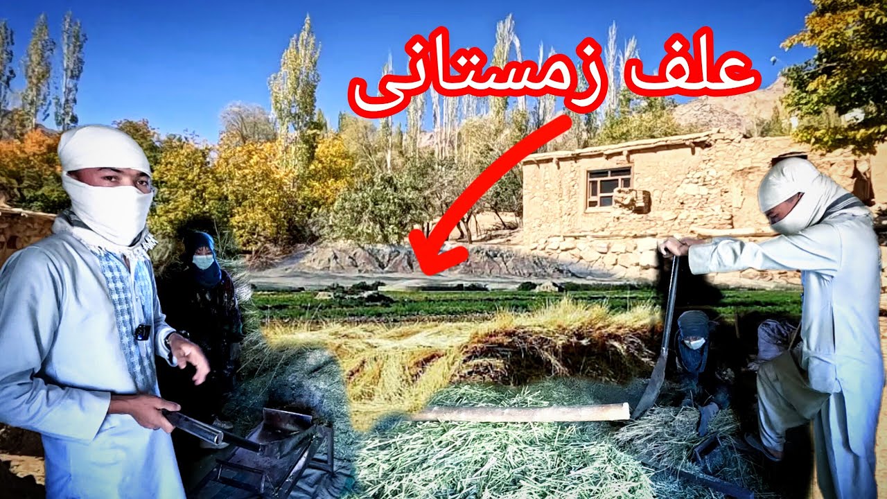 حیوانات اهلی (بز، گاو و گوسفند) در زمستان چی میخورند؟جمع آوری علف و آمادگی برای زمستان.