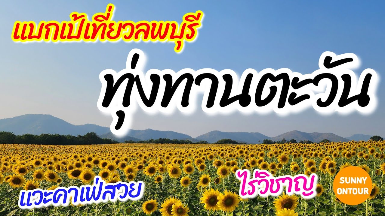 แบกเป้เที่ยว นั่งรถไฟไปถ่ายรูป ทุ่งทานตะวัน อ.เมืองลพบุรี​ แวะคาเฟ่ให้อาหารกระต่าย | Sunny​ontour​