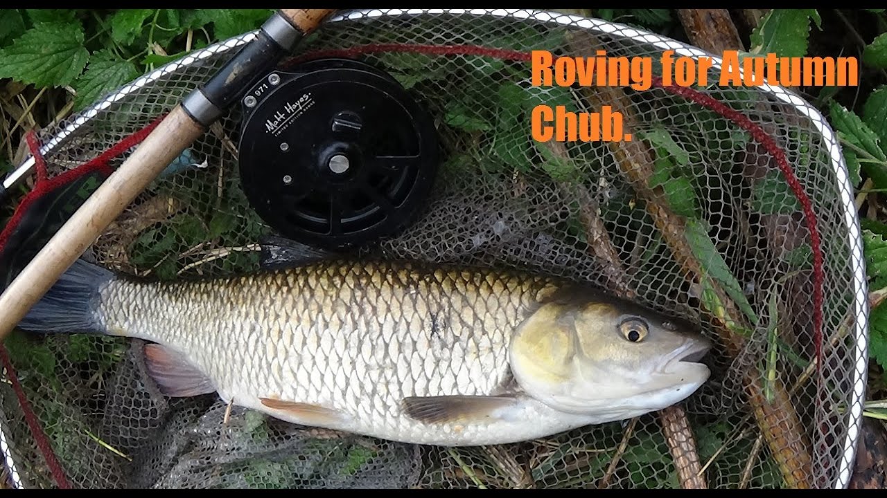 Roving for CHUB on a small River - Oct 2021