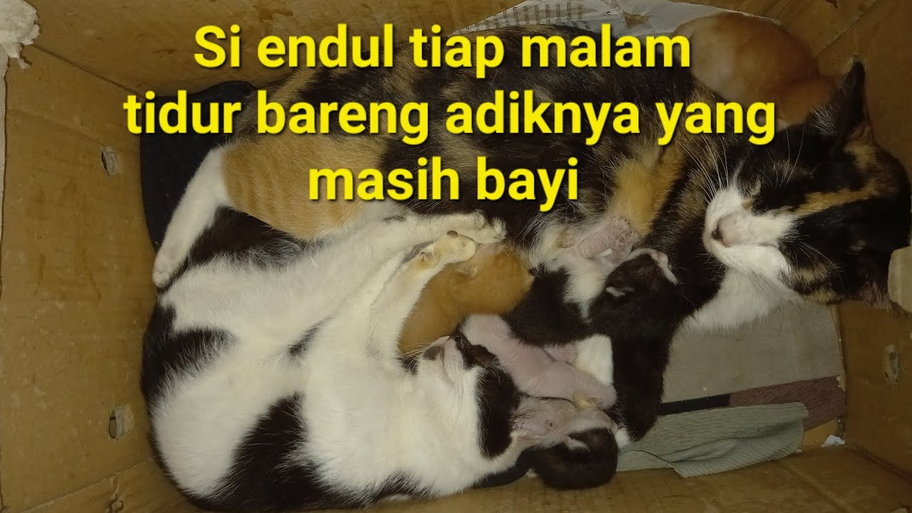 Si endul tiap malam tidur bareng adiknya yang masih bayi ‼️