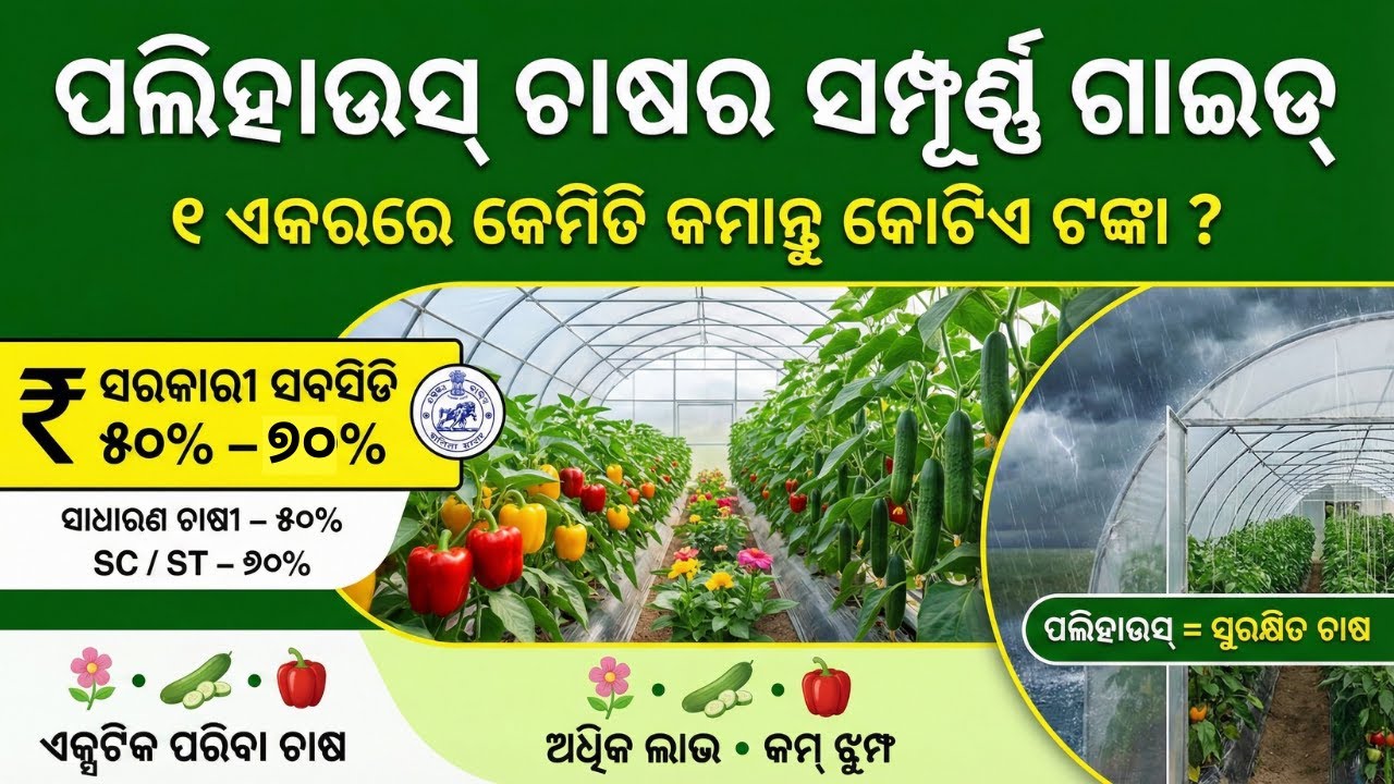 ପଲିହାଉସ୍ ଚାଷର ସମ୍ପୂର୍ଣ୍ଣ ଗାଇଡ୍: ୧ ଏକରରେ କେମିତି କମାନ୍ତୁ କୋଟିଏ ଟଙ୍କା? | Polyhouse Farming Odisha