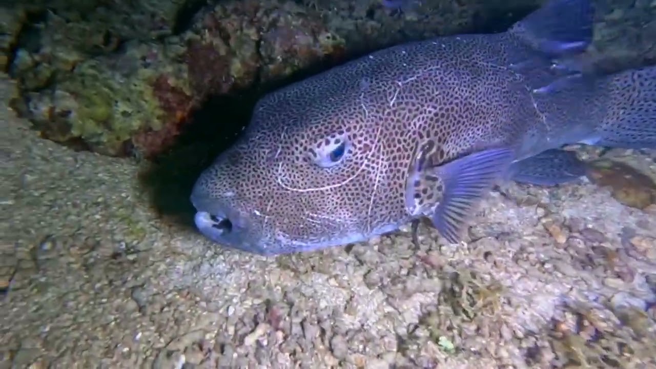 MONSTER PUFFER FISH |night HUNTING @SPEARFISHINGADIventure07 