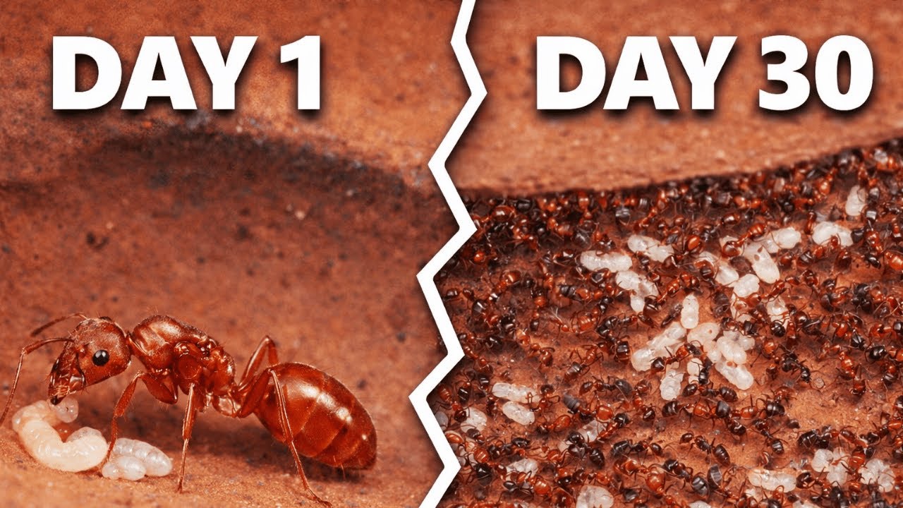 This Ant Colony Faced the Unthinkable… and Survived