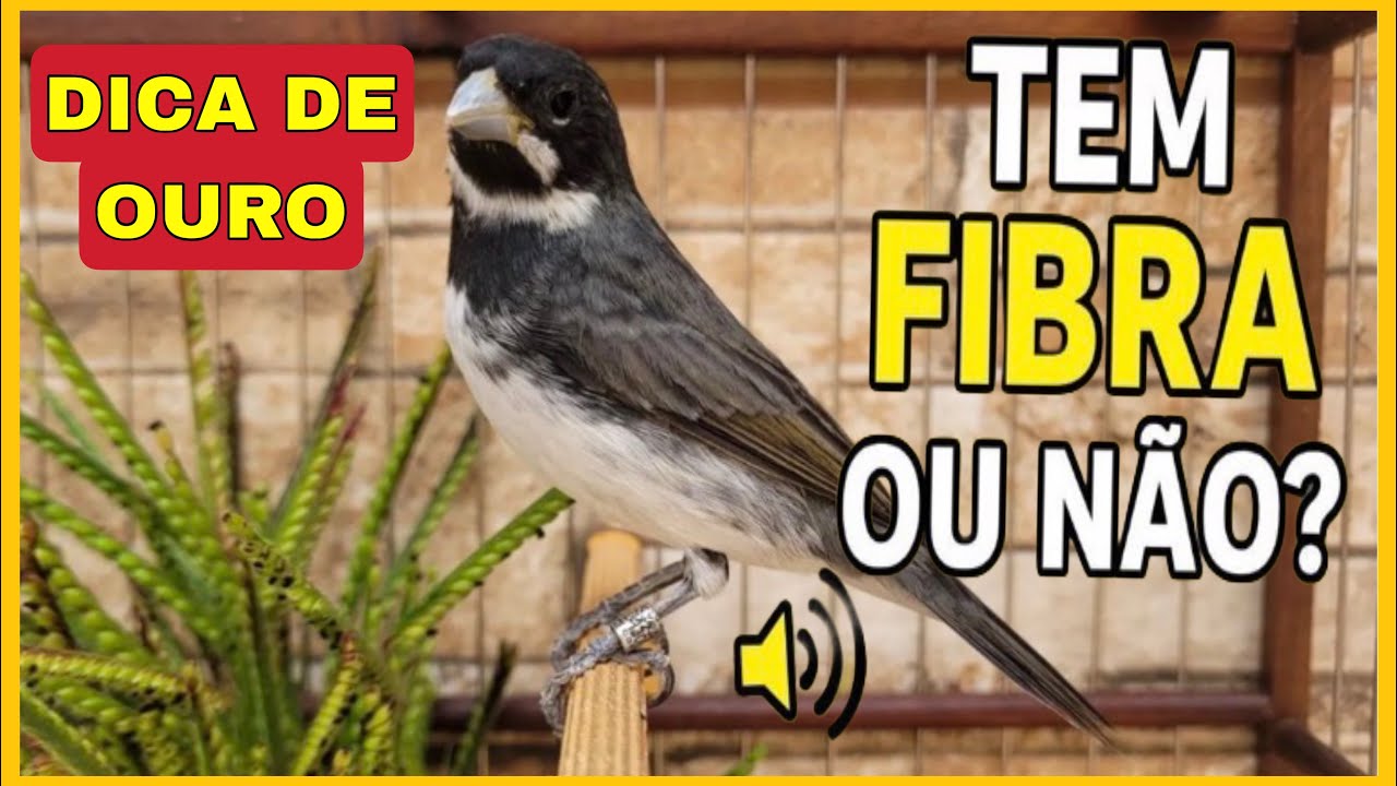Como Saber se o Coleiro Papa-Capim Tem Fibra