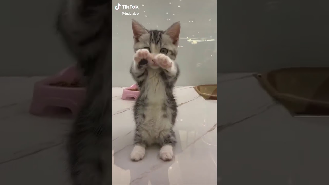 cuki macsk&aacute;s vide&oacute; tiktok cute cat video