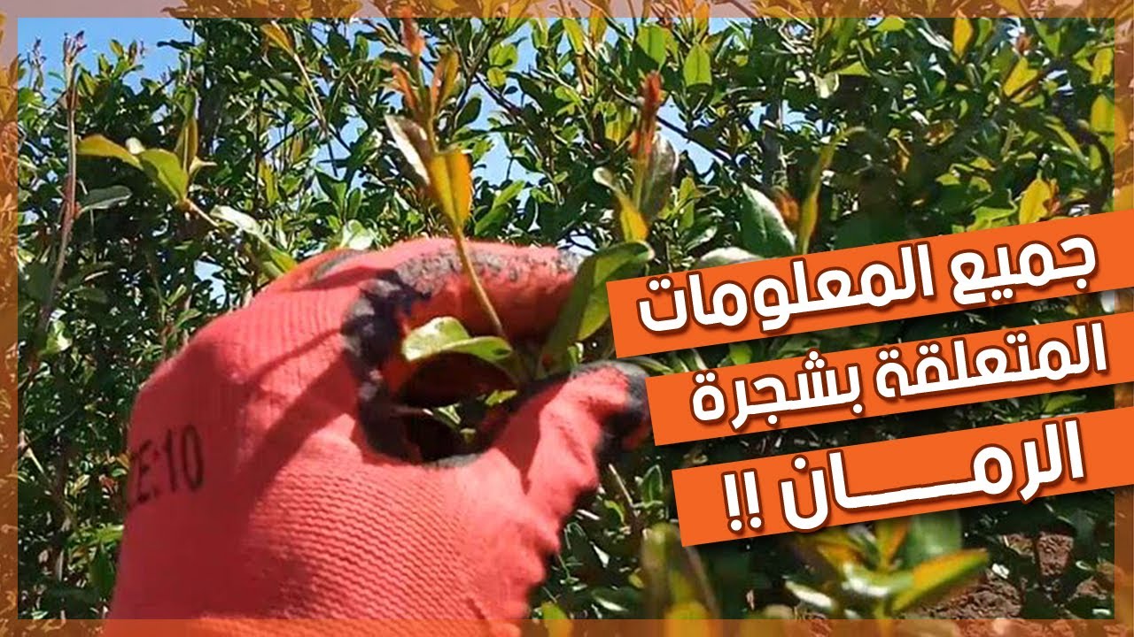 كل ما تحتاج معرفته عن كيفية الاعتناء بشجر الرمان | لن تحتار بعد مشاهدتك للفيديو