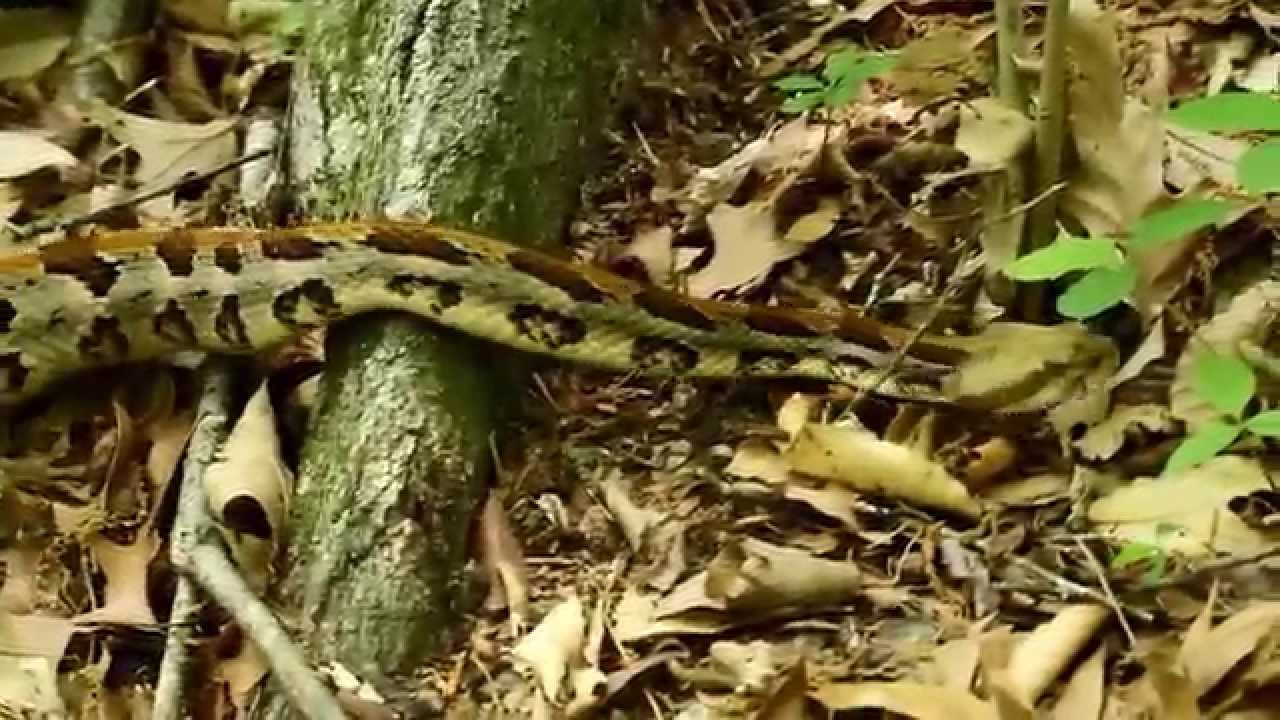 Crotalus horridus, Louisiana