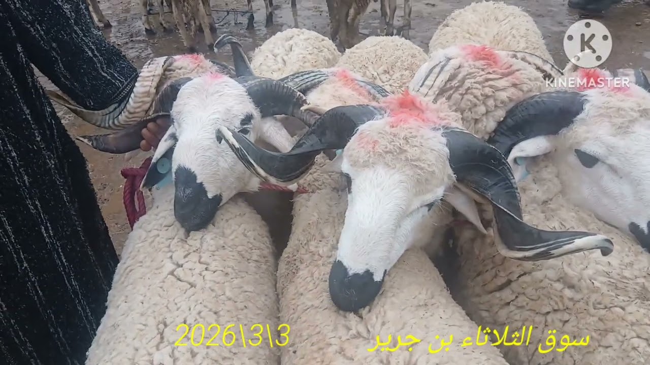 أمطار الخير من سوق الثلاثاء بن جرير إقليم الرحامنة 