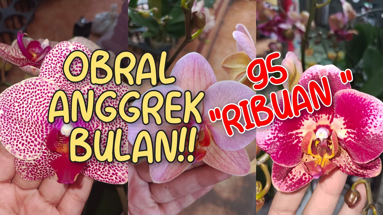 OBRAL ANGGREK BULAN 95 RIBUAN 🌷🌷MURAH MERIAH❤❤ ADMIN 085655696848