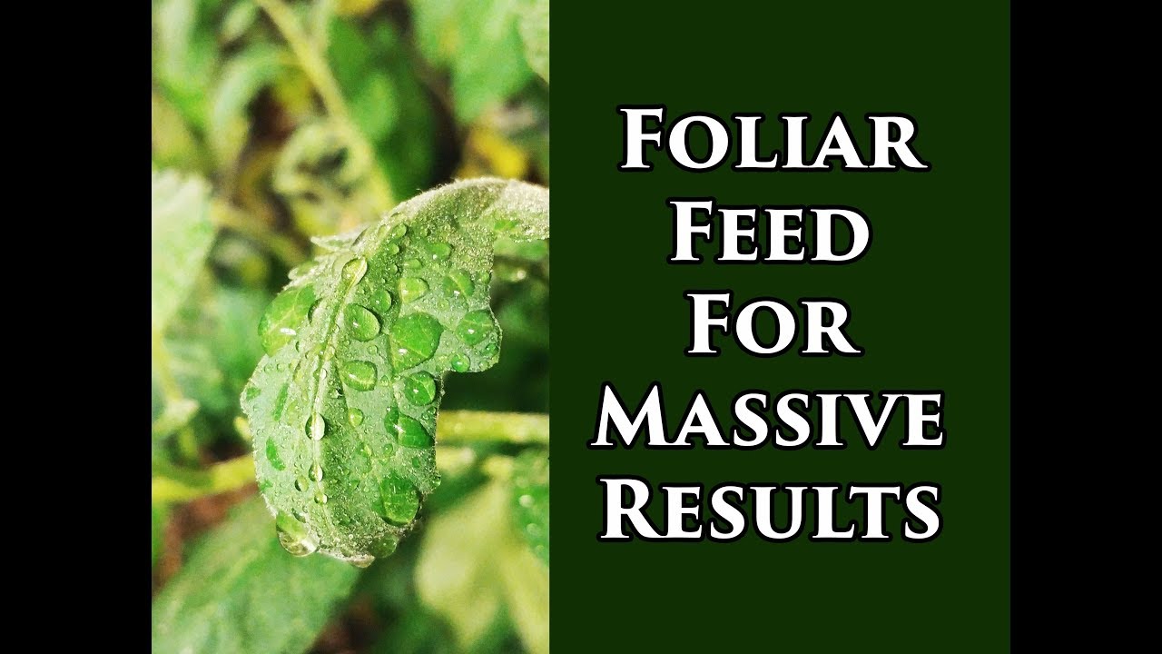 Foliar Feeding Vegetable Plants For Insane Yields (2018)