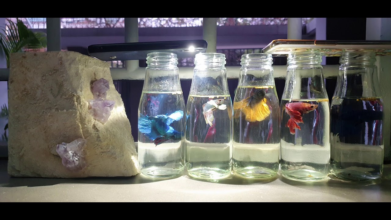 betta lovers